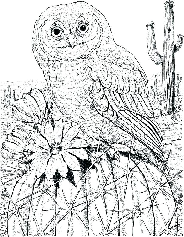 615x793 Barn Owl Coloring Page Coloring Pages Owl In Addition To Medium
