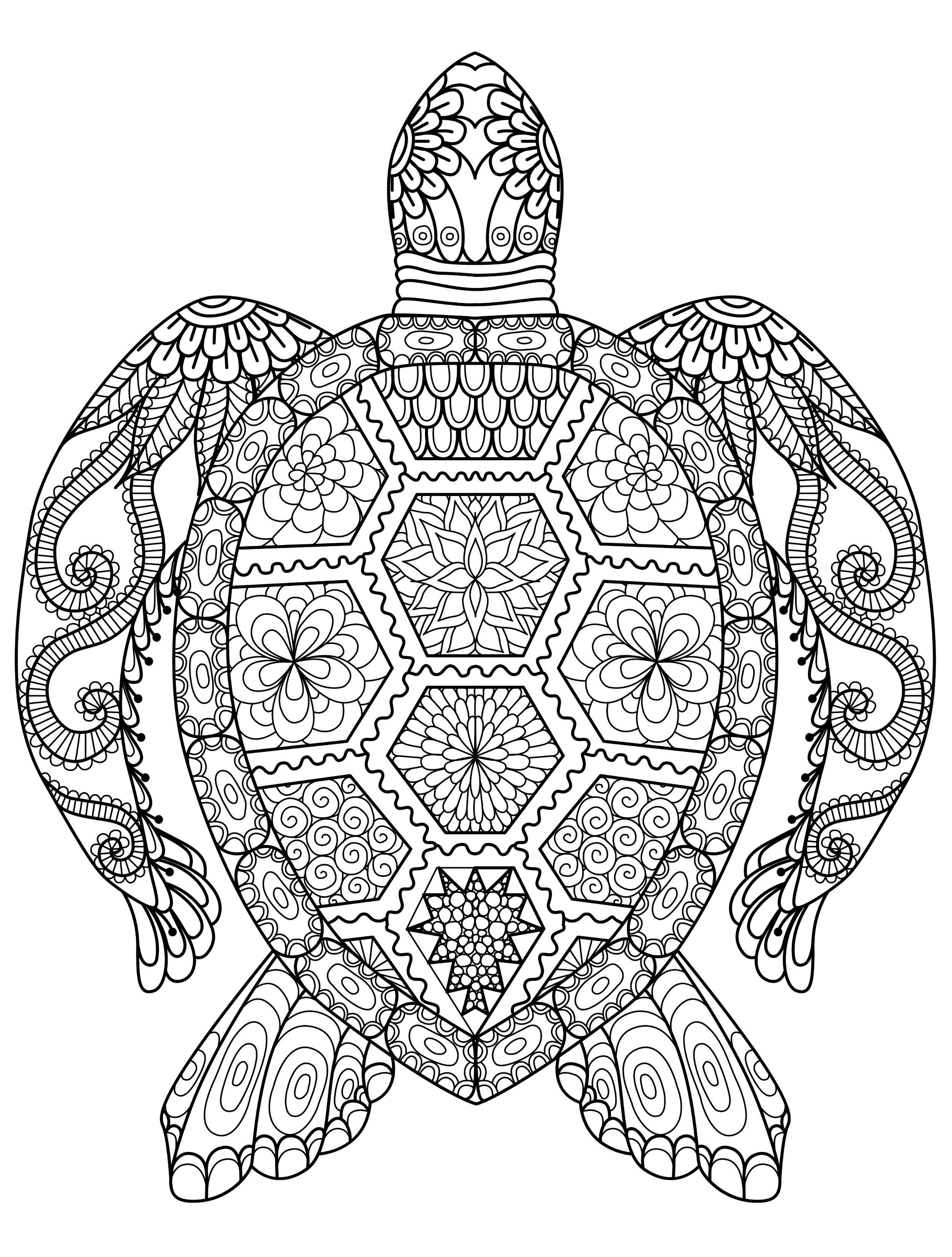 Detailed Turtle Coloring Pages