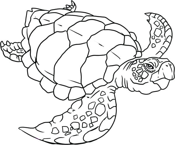 600x499 Turtle Coloring Pages Mandala Turtle Coloring Page Sea Turtle