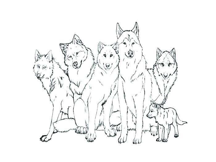 700x525 Wolf Pup Coloring Pages Coloring Pages Of Wolves Coloring Pages