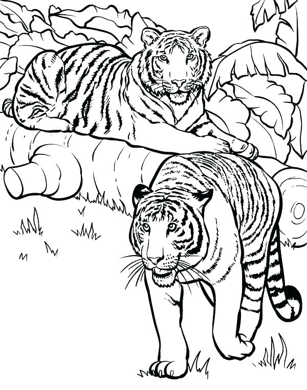600x763 Detroit Tigers Coloring Pages Coloring Pages Of Tigers Free Tiger