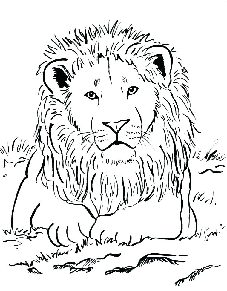 760x974 Coloring Pages Of Lions Lion Color Page Simple Lion Coloring Pages