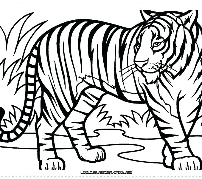 678x600 Coloring Pages Tiger Deepart