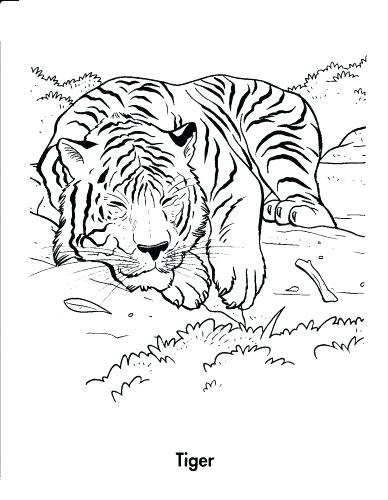 388x500 Coloring Pages Tigers Medium Size Tiger Coloring Pages