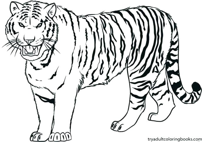 687x484 Detroit Tigers Coloring Pages Free Kids Coloring Coloring Pages