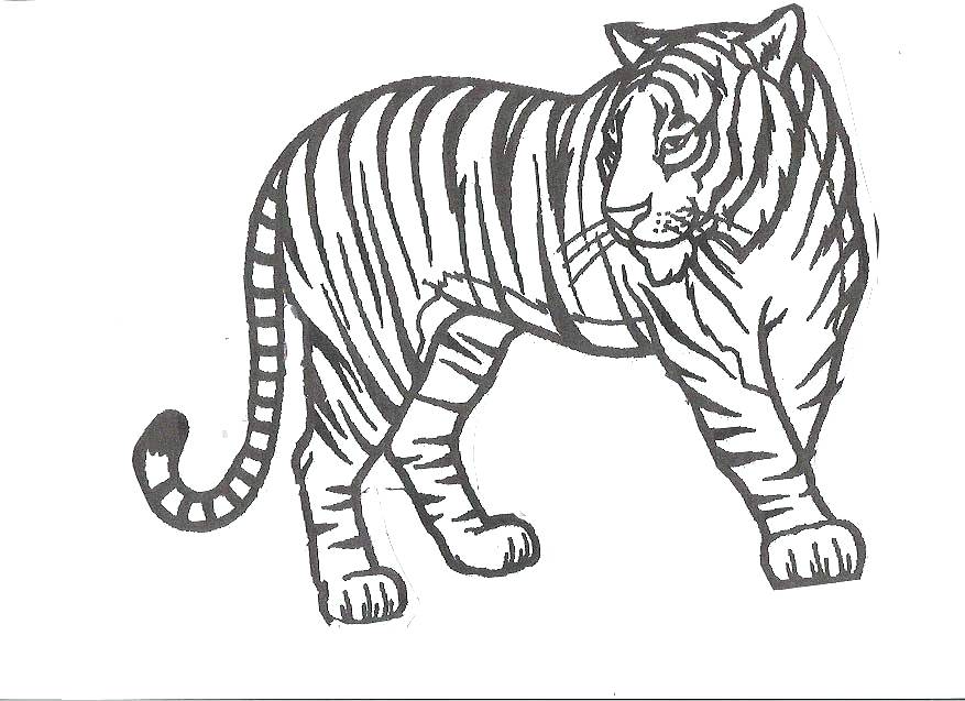 877x637 Tiger Color Pages Lofty Tiger Coloring Pages For Kids Detroit