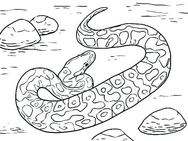 600x449 Rattlesnake Coloring Page Snake Color Page Snake Coloring Page