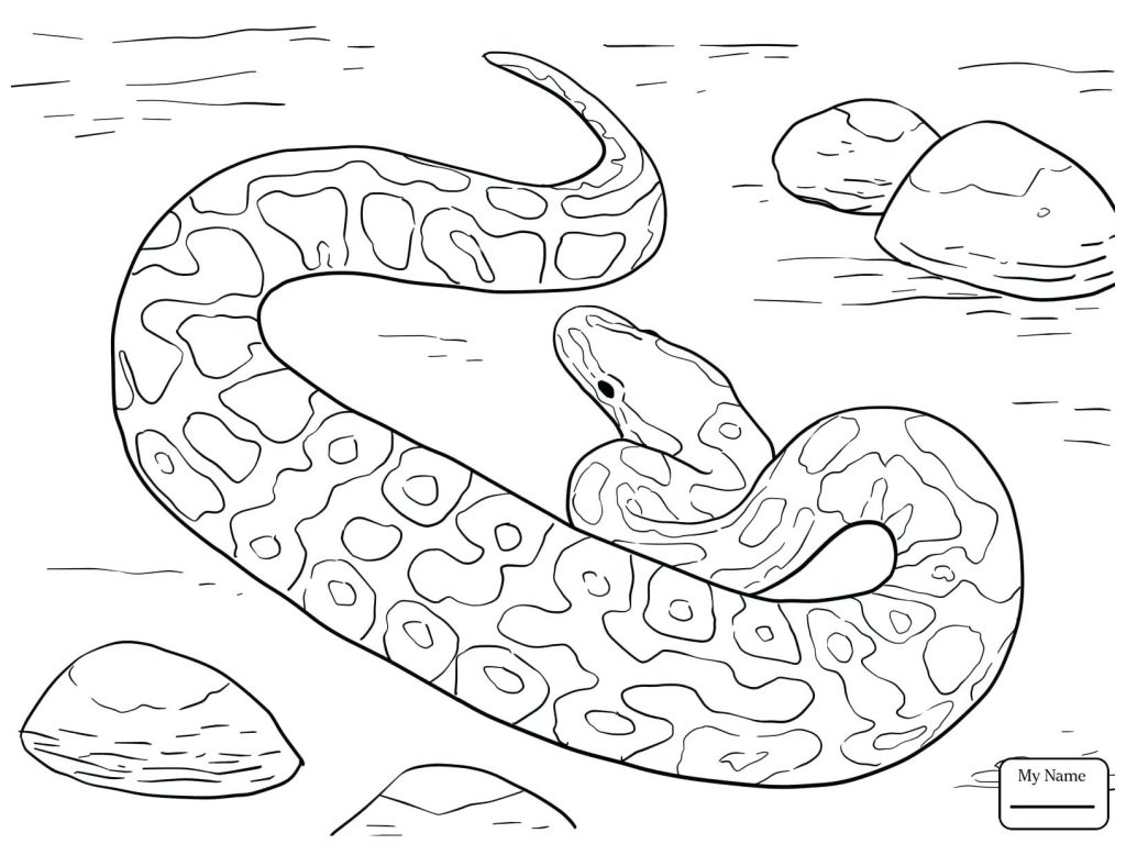 1024x768 Coloring Page Rattlesnake Coloring Page Pages Realistic Snakes