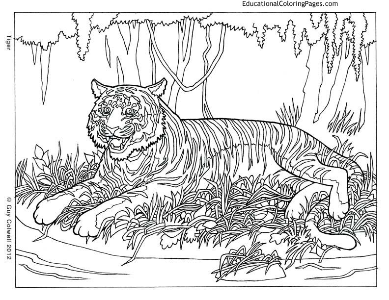792x612 Ide Coloring Pages For Adults Difficult Animals Best