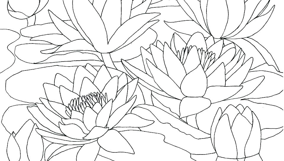 960x544 Hard Coloring Pages Of Flowers Vanda