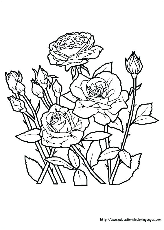 567x794 Coloring Pages Or Flower Coloring Pages For Adults Pictures Hard