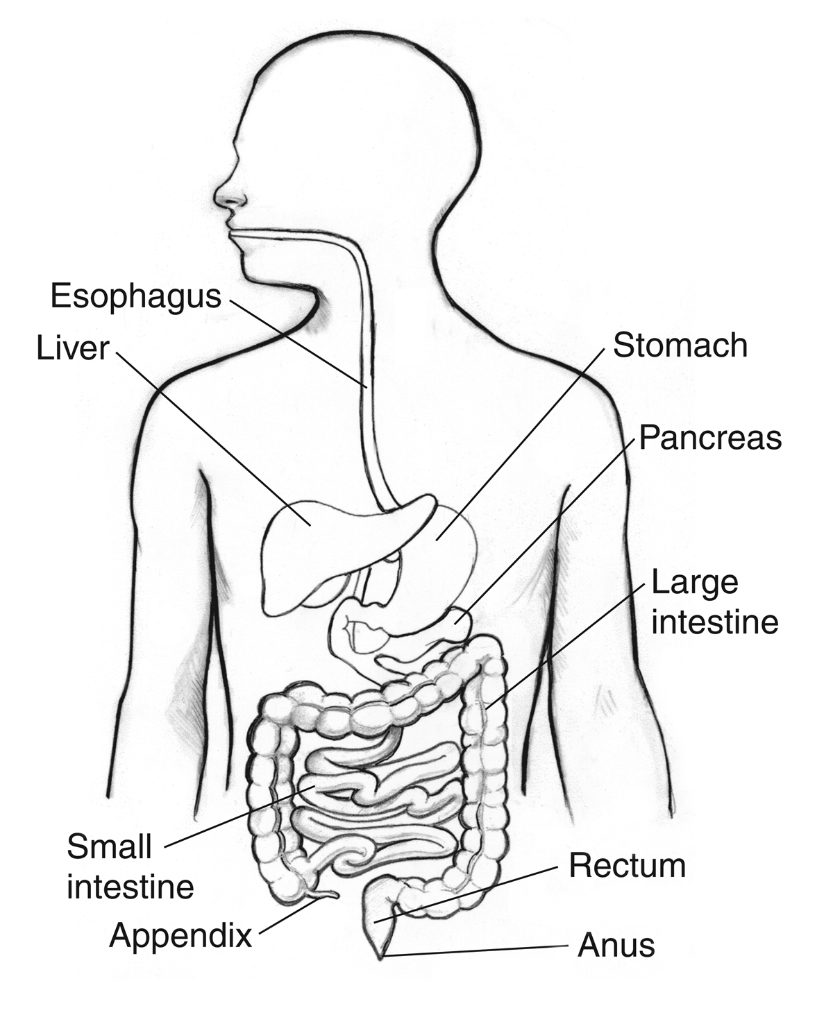 1200x1463 Digestive System Coloring Page
