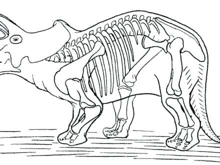 440x330 Dinosaur Fossils Bones Worksheet Dinosaur Skeleton Incredible