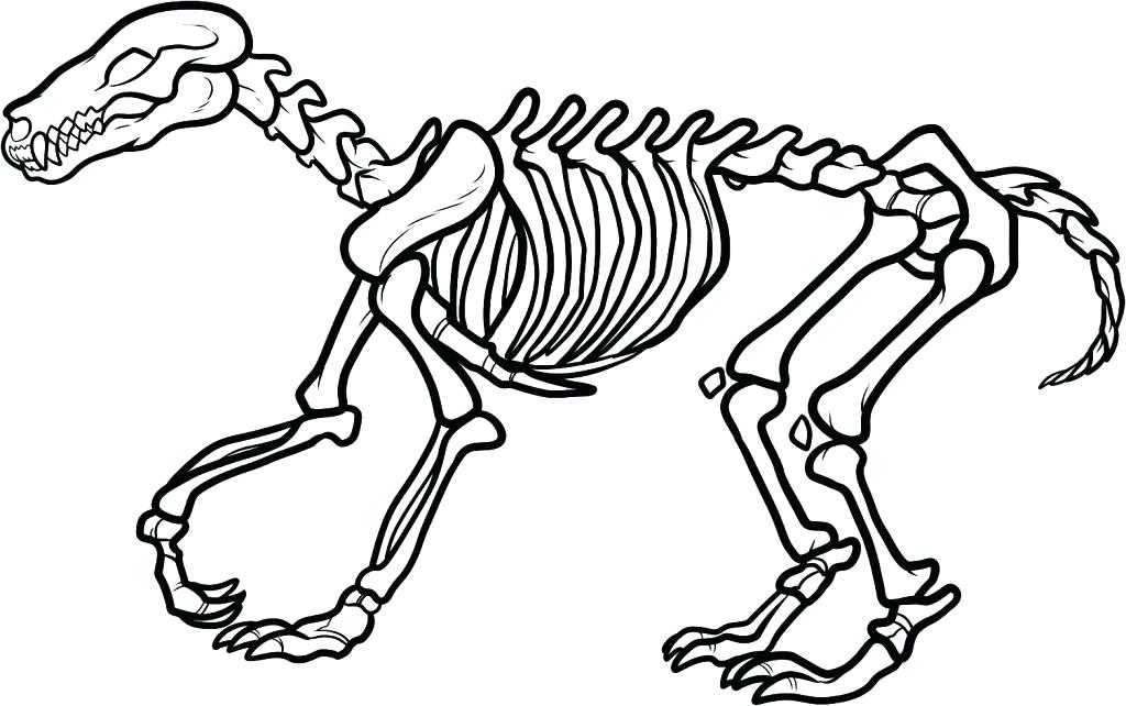 1024x642 Fossils Coloring Pages