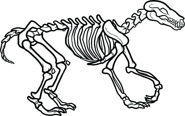 600x377 Skeleton Coloring Sheet Bones Coloring Pages Fossil Fighters