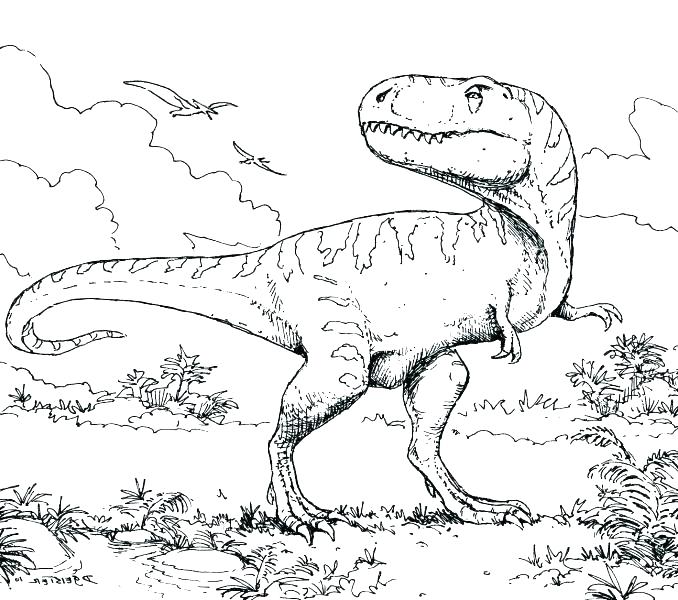 678x600 Fossil Coloring Pages