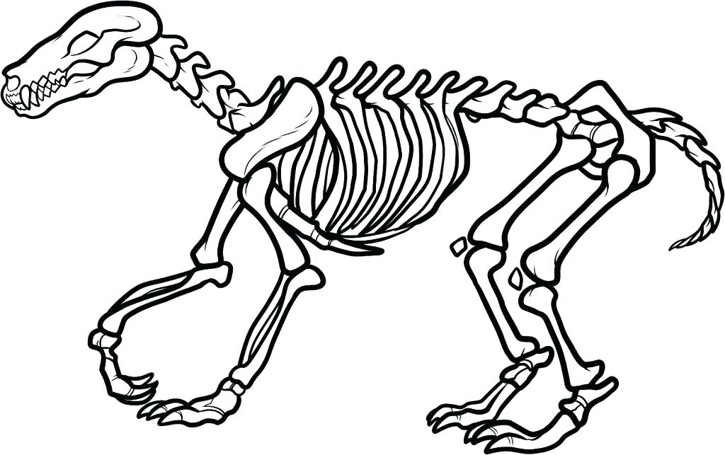 1024x643 Human Skeleton Coloring Pages Printable Me Free Dinosaur Mummy