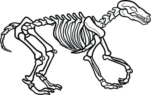 600x377 Skeleton Coloring Page Skeleton Coloring Sheet Dinosaur Skeleton