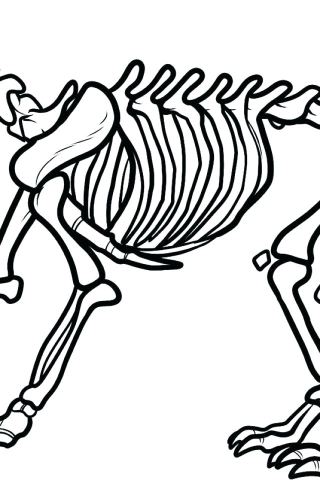 640x960 Dinosaur Skeleton Coloring Pages