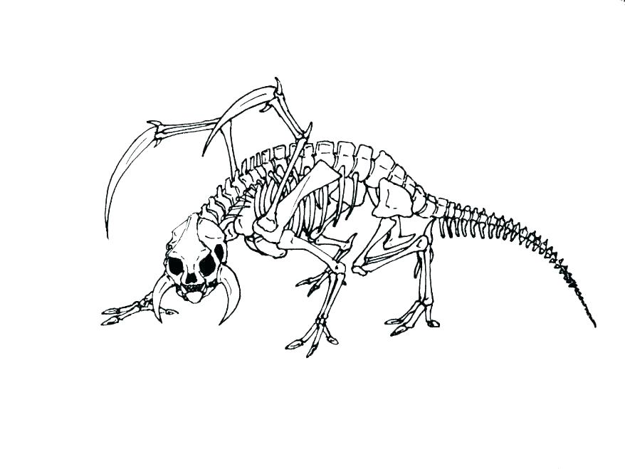 878x659 Human Skeleton Coloring Page