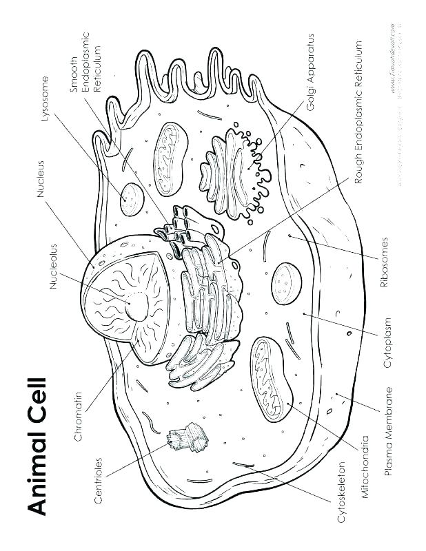 618x800 Division Coloring Pages Division Coloring Pages Cell Coloring Page