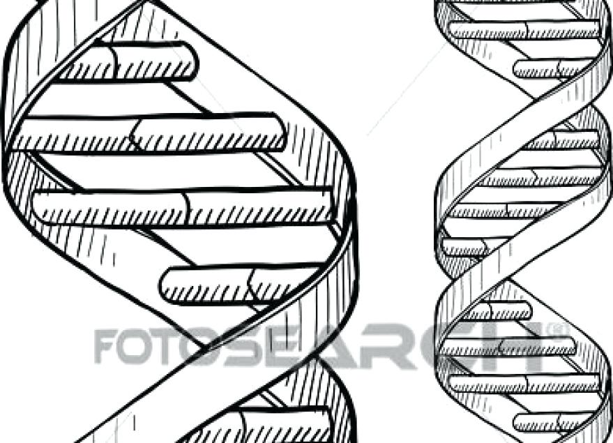 Dna Coloring Worksheet.pdf Coloring Pages
