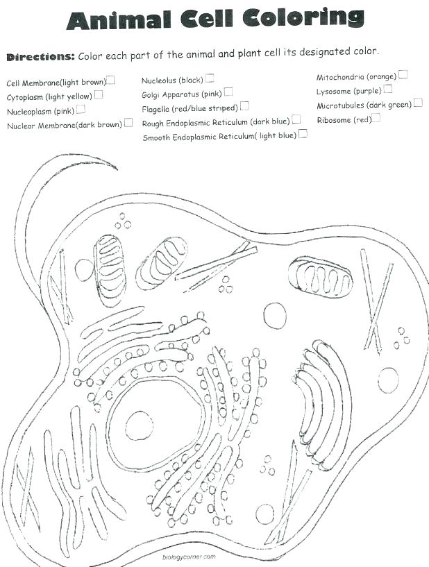 618x817 Dna Coloring Sheet