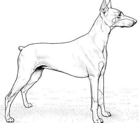 480x425 Doberman Coloring Pages Doberman Pinscher Coloring Page Free