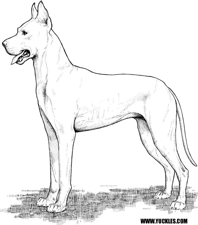 634x720 Great Dane Coloring Page