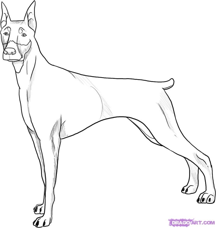 900x948 Dog Drawings How To Draw A Doberman Pincher Dog Step