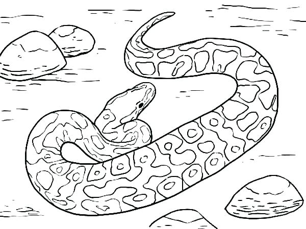 600x449 Viper Coloring Pages