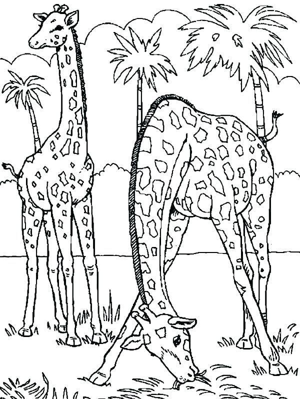 600x798 Dodo Animal Coloring Pages Coloring Ideas Pro
