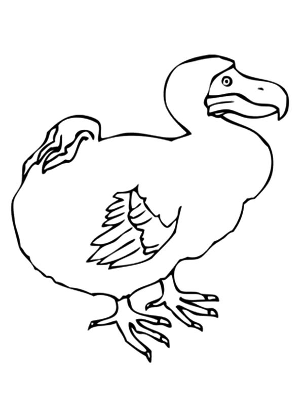 600x799 Dodo Bird Picture Coloring Pages