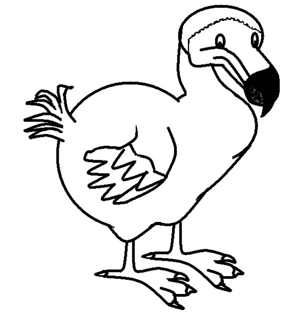 600x638 Animal World Dodo Bird Coloring Pages