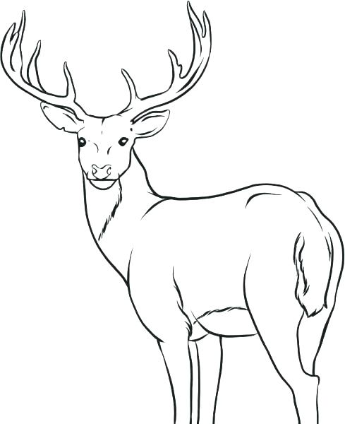 489x600 White Tailed Deer Coloring Page Deer Coloring Pages Deer Coloring