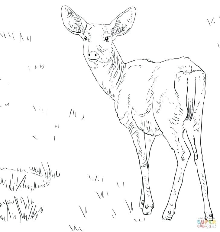728x769 Whitetail Deer Coloring Pages Deer Coloring Picture The Incredible