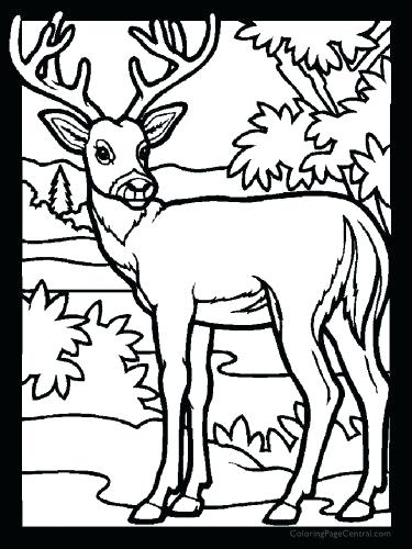 375x500 Whitetail Deer Coloring Pages