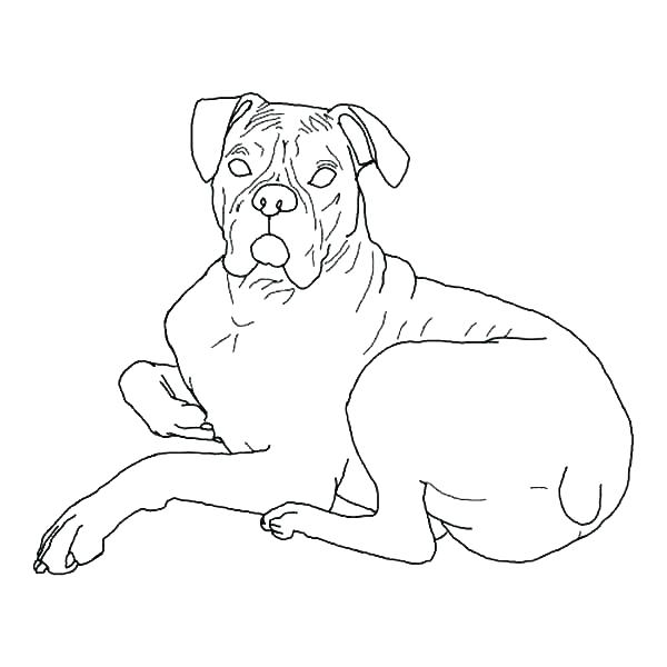600x600 Pug Coloring Page Boxer Dog Coloring Pages Boxer Coloring Pages