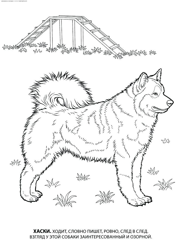 736x993 Shepherd Coloring Coloring Pages Dog Breed Coloring Pages Shepherd