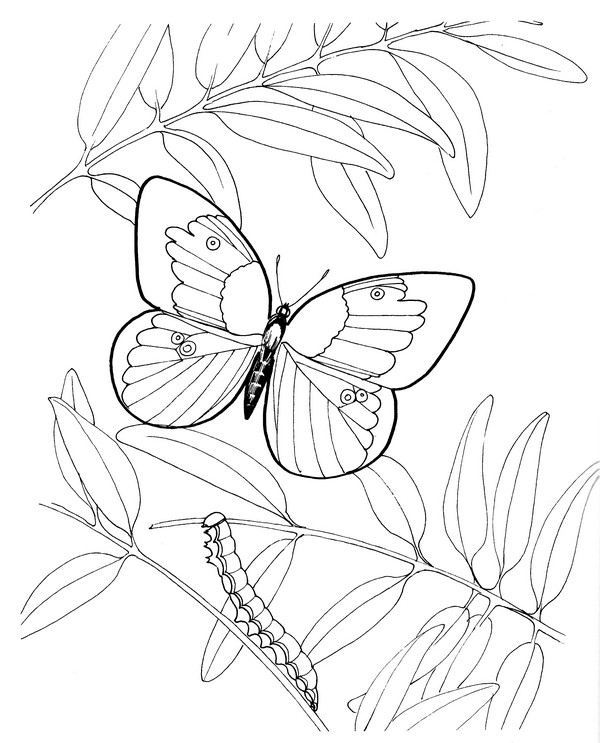 600x743 Dogface Butterfly Coloring Page Creativetherapytools