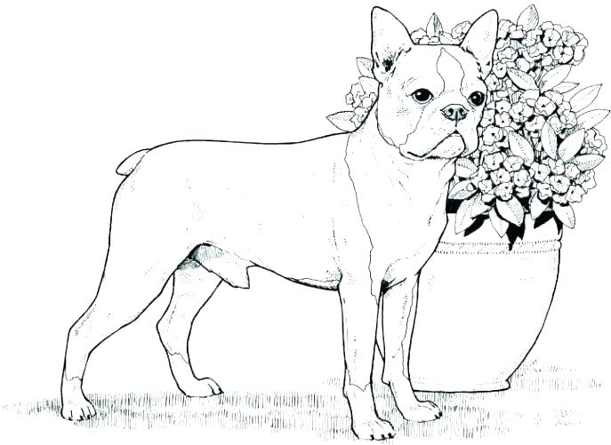 687x501 Boxer Puppy Coloring Pages Boxer Dog Coloring Page Free Boxer Dog