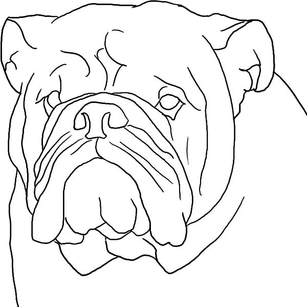 600x599 Boxer Dog Head Outline Coloring Pages Best Place To Color