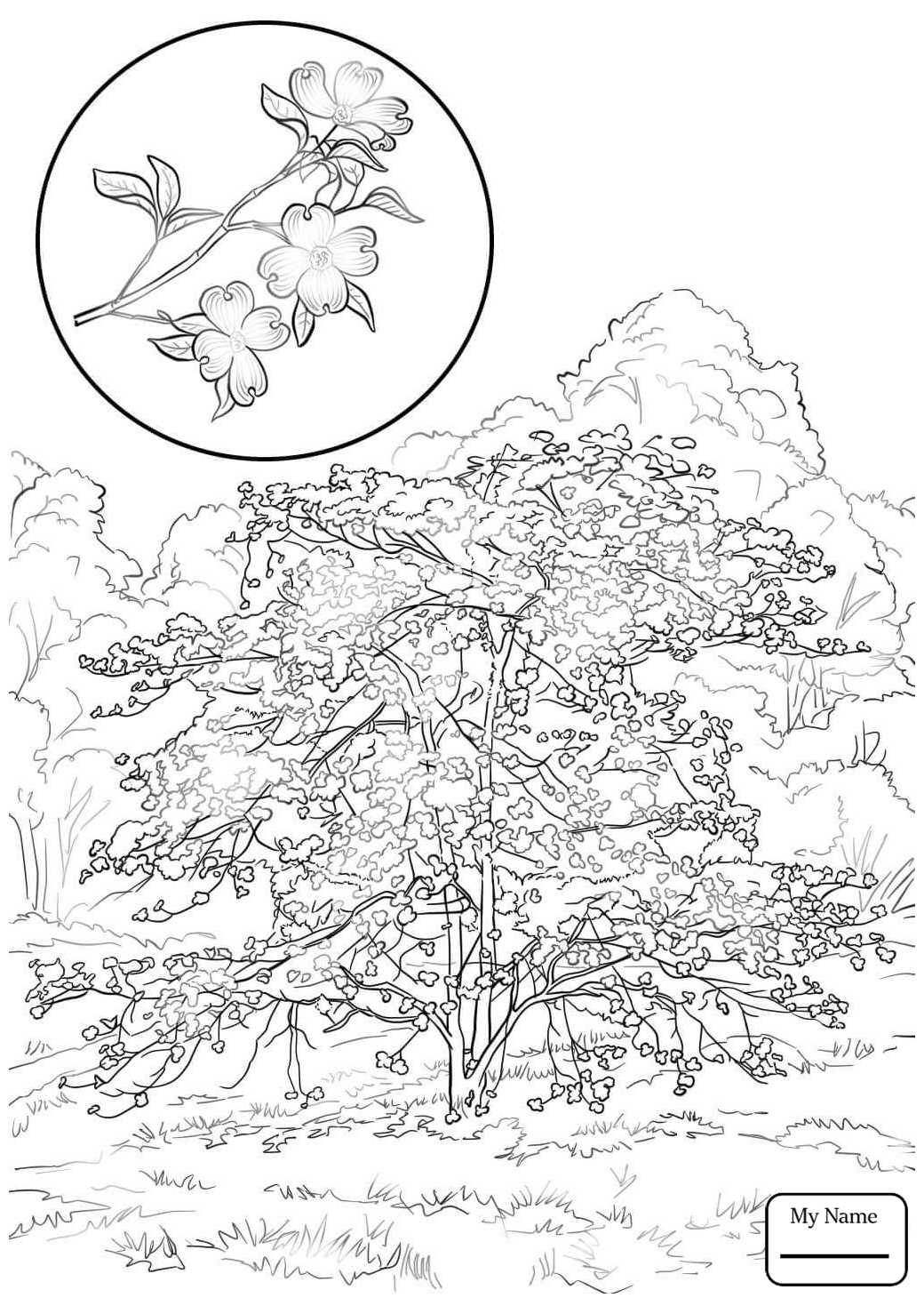 1040x1469 Dogwood Tree Coloring Pages Gallery Coloring For Kids