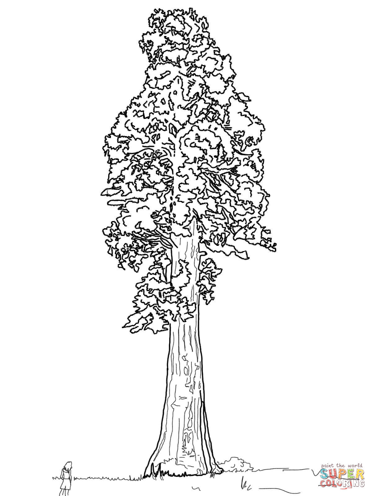 1200x1600 Dogwood Tree Coloring Page