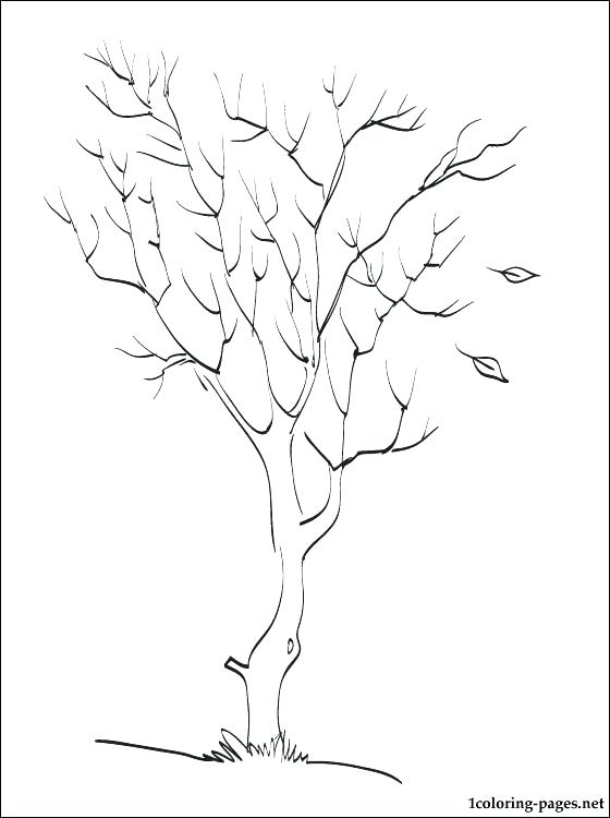 560x750 Fall Leaves Coloring Sheets Fall Tree Coloring Pages Maple Tree