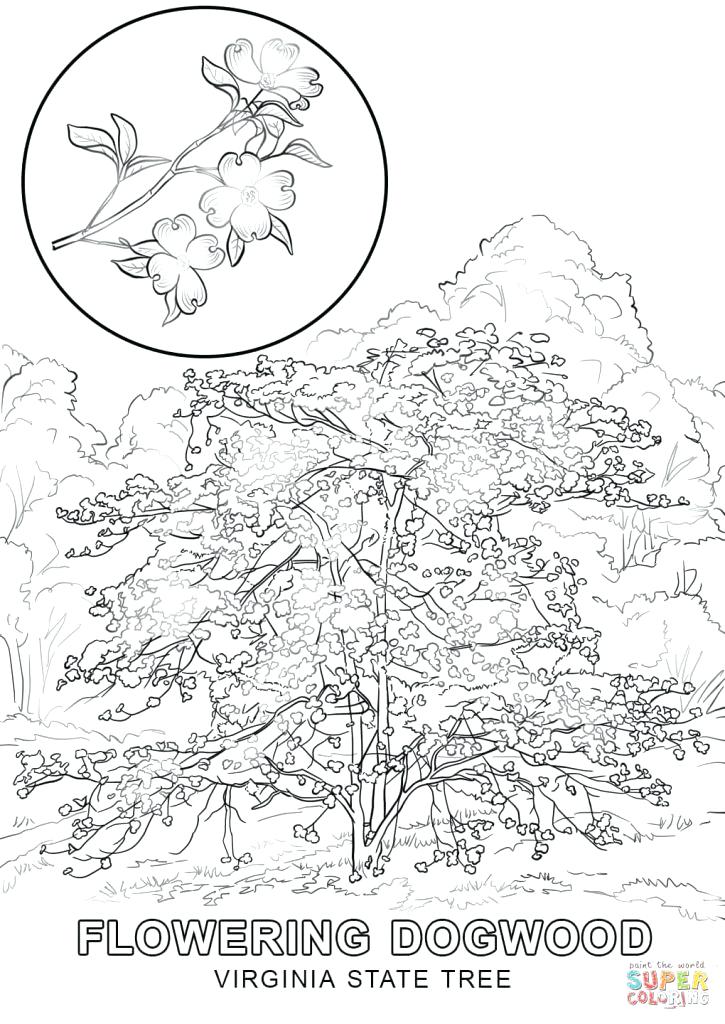 725x1024 Free Printable Pictures Of Trees Eastern Pecan Coloring Page Free