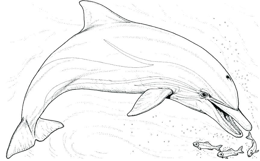 863x535 Coloring Pages Of Dolphins