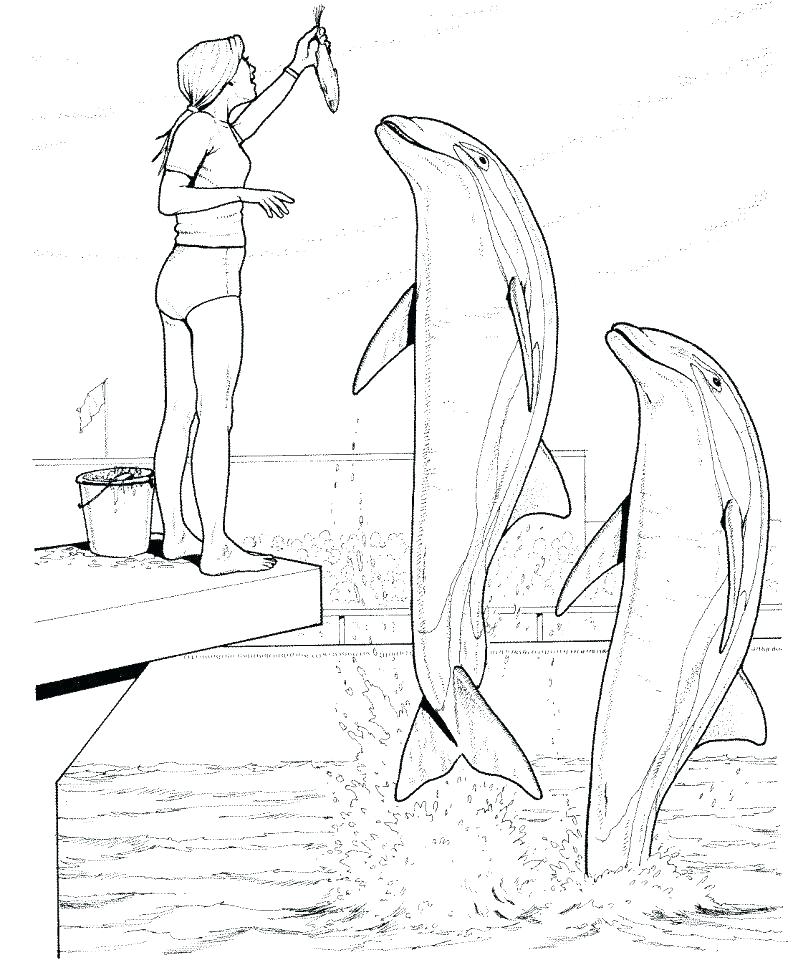 798x960 Dolphin Coloring Pages Printable Free Dolphin Coloring Pages