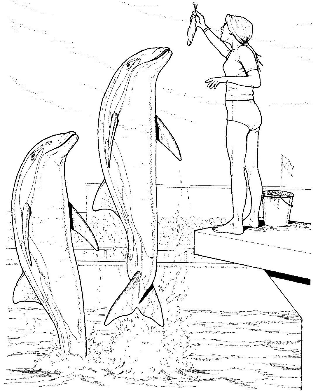 1114x1340 Pioneering Winter The Dolphin Coloring Pages Dolphins Jumping Out