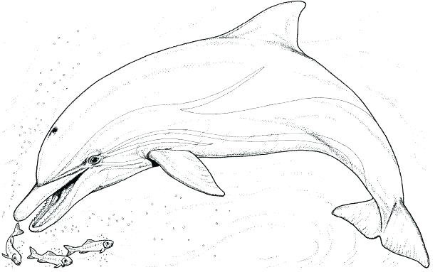 618x383 Dolphin Coloring Pages Printable Dolphin Coloring Pages Free